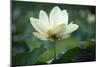 Lotus Lily-null-Mounted Giclee Print