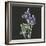 Lotus on Black II-Chris Paschke-Framed Art Print