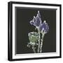 Lotus on Black II-Chris Paschke-Framed Art Print