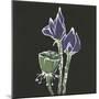 Lotus on Black II-Chris Paschke-Mounted Art Print