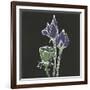 Lotus on Black II-Chris Paschke-Framed Art Print