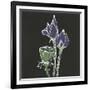 Lotus on Black II-Chris Paschke-Framed Art Print