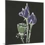 Lotus on Black II-Chris Paschke-Mounted Art Print