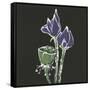 Lotus on Black II-Chris Paschke-Framed Stretched Canvas