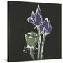 Lotus on Black II-Chris Paschke-Stretched Canvas