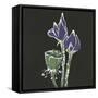 Lotus on Black II-Chris Paschke-Framed Stretched Canvas