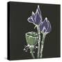 Lotus on Black II-Chris Paschke-Stretched Canvas
