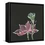 Lotus on Black III-Chris Paschke-Framed Stretched Canvas