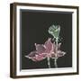 Lotus on Black III-Chris Paschke-Framed Art Print