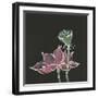Lotus on Black III-Chris Paschke-Framed Art Print