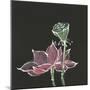 Lotus on Black III-Chris Paschke-Mounted Art Print