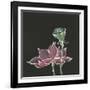 Lotus on Black III-Chris Paschke-Framed Art Print