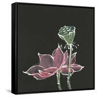 Lotus on Black III-Chris Paschke-Framed Stretched Canvas