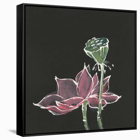 Lotus on Black III-Chris Paschke-Framed Stretched Canvas