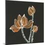 Lotus on Black IV-Chris Paschke-Mounted Art Print