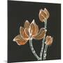 Lotus on Black IV-Chris Paschke-Mounted Art Print