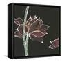 Lotus on Black V-Chris Paschke-Framed Stretched Canvas