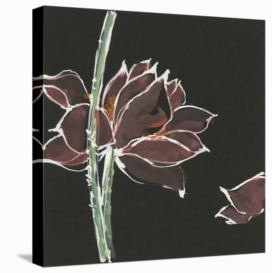 Lotus on Black V-Chris Paschke-Stretched Canvas