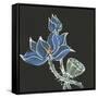 Lotus on Black VI-Chris Paschke-Framed Stretched Canvas