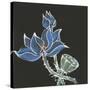 Lotus on Black VI-Chris Paschke-Stretched Canvas