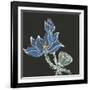 Lotus on Black VI-Chris Paschke-Framed Art Print