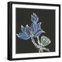 Lotus on Black VI-Chris Paschke-Framed Art Print