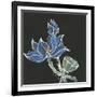 Lotus on Black VI-Chris Paschke-Framed Art Print