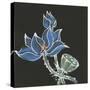 Lotus on Black VI-Chris Paschke-Stretched Canvas