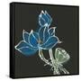 Lotus on Black VII-Chris Paschke-Framed Stretched Canvas