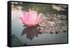 Lotus or Water Lily Flower Vintage-SweetCrisis-Framed Stretched Canvas