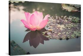 Lotus or Water Lily Flower Vintage-SweetCrisis-Stretched Canvas