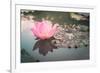 Lotus or Water Lily Flower Vintage-SweetCrisis-Framed Photographic Print