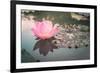 Lotus or Water Lily Flower Vintage-SweetCrisis-Framed Photographic Print