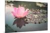 Lotus or Water Lily Flower Vintage-SweetCrisis-Mounted Photographic Print