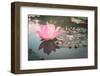 Lotus or Water Lily Flower Vintage-SweetCrisis-Framed Photographic Print