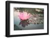 Lotus or Water Lily Flower Vintage-SweetCrisis-Framed Photographic Print