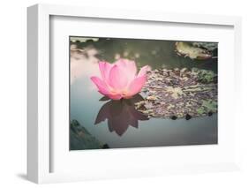 Lotus or Water Lily Flower Vintage-SweetCrisis-Framed Photographic Print
