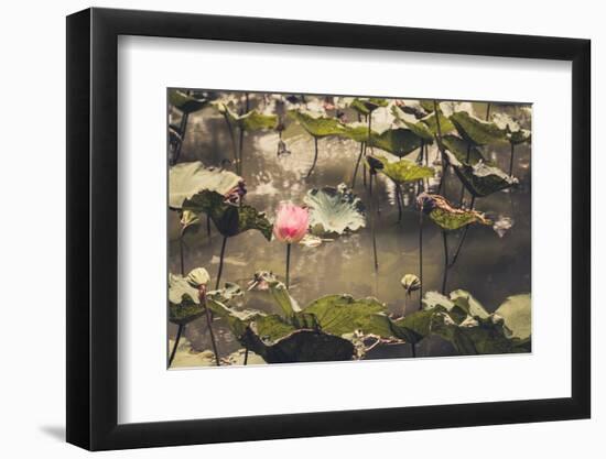 Lotus or Water Lily Flower Vintage-SweetCrisis-Framed Photographic Print