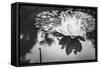 Lotus or Water Lily Flower-SweetCrisis-Framed Stretched Canvas