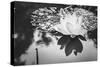 Lotus or Water Lily Flower-SweetCrisis-Stretched Canvas