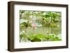 Lotus or Water Lily Flower-SweetCrisis-Framed Photographic Print