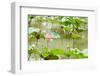 Lotus or Water Lily Flower-SweetCrisis-Framed Photographic Print