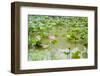 Lotus or Water Lily Flower-SweetCrisis-Framed Photographic Print
