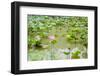 Lotus or Water Lily Flower-SweetCrisis-Framed Photographic Print