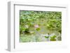 Lotus or Water Lily Flower-SweetCrisis-Framed Photographic Print