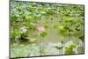 Lotus or Water Lily Flower-SweetCrisis-Mounted Photographic Print