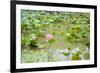 Lotus or Water Lily Flower-SweetCrisis-Framed Photographic Print