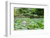 Lotus or Water Lily Flower-SweetCrisis-Framed Photographic Print