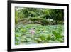 Lotus or Water Lily Flower-SweetCrisis-Framed Photographic Print