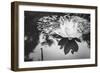 Lotus or Water Lily Flower-SweetCrisis-Framed Photographic Print